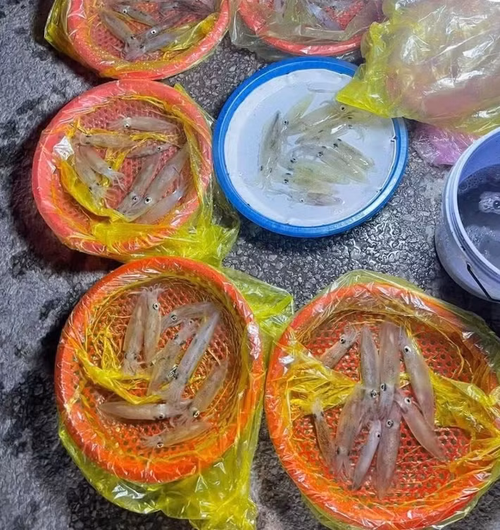 Càng về khuya, dòng người đổ về càng đông. Không gian trở nên rộn ràng với tiếng gọi mời, tiếng trả giá, tiếng cười nói hòa cùng âm thanh sóng biển vỗ bờ. Ảnh Nghệ An News