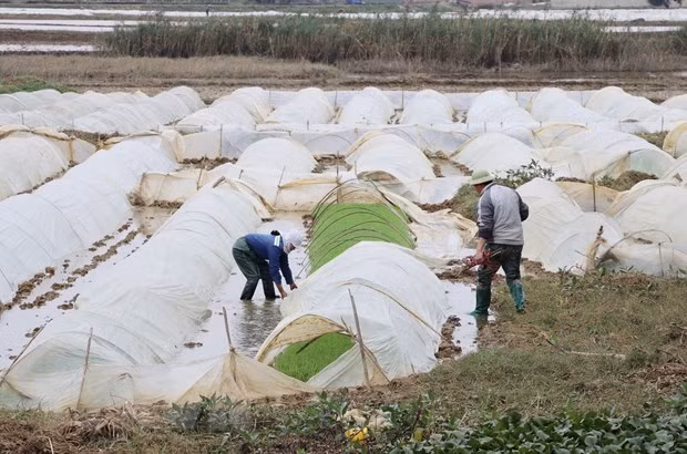 Xem Sa Pa, Y Tý tuyết rơi trắng đường như châu Âu - Hình 8 Xem Sa Pa, Y Ty tuyet roi trang duong nhu chau Au-Hinh-8