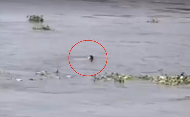 Cứu nam thanh niên nhảy sông Sài Gòn rồi bơi vào bờ nhưng suýt chết đuối - Hình 2 Cuu nam thanh nien nhay song Sai Gon roi boi vao bo nhung suyt chet duoi-Hinh-2