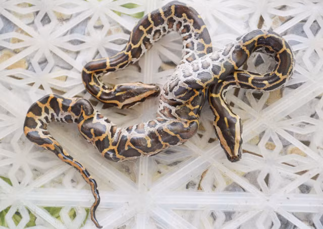 Nông dân miền Tây chưa chịu bán con trăn 2 đầu với giá 15 triệu đồng Nong dan mien Tay chua chiu ban con tran 2 dau voi gia 15 trieu dong