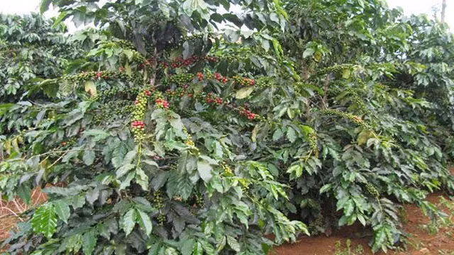 Cà phê và hạt điều giảm số lượng xuất khẩu trong 6 tháng đầu năm 2019 Ca phe va hat dieu giam so luong xuat khau trong 6 thang dau nam 2019