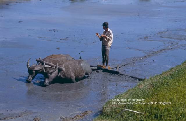 Phan Rang và Nha Trang năm 1993 cực thơ mộng qua ống kính khách Đức - Hình 5 Phan Rang va Nha Trang nam 1993 cuc tho mong qua ong kinh khach Duc-Hinh-5