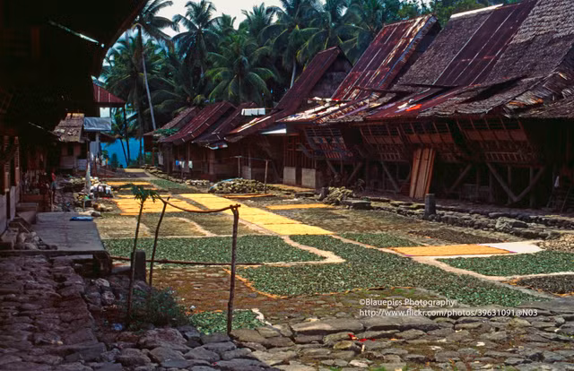 Loat anh loi cuon ve dao Sumatra, Indonesia nam 1997-Hinh-10