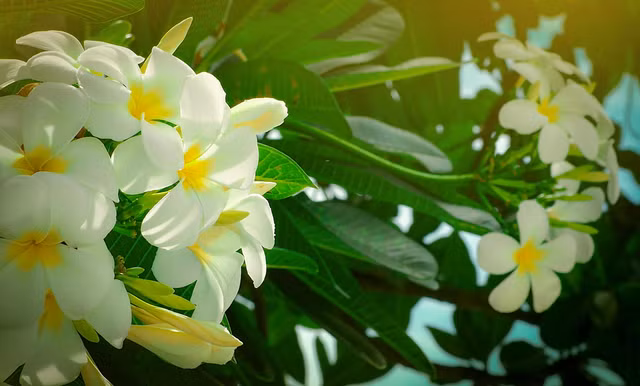30 loài cây quốc thụ nổi tiếng thế giới có gì đặc biệt? 30 loai cay quoc thu noi tieng the gioi co gi dac biet?