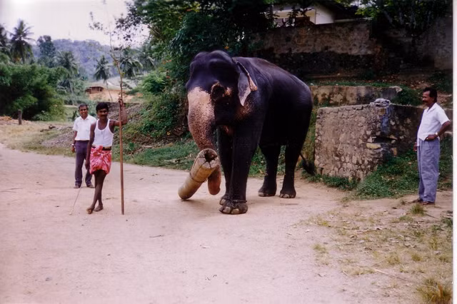 Trải nghiệm cuộc sống cực thú vị ở Sri Lanka năm 1993 - Hình 11 Trai nghiem cuoc song cuc thu vi o Sri Lanka nam 1993-Hinh-11