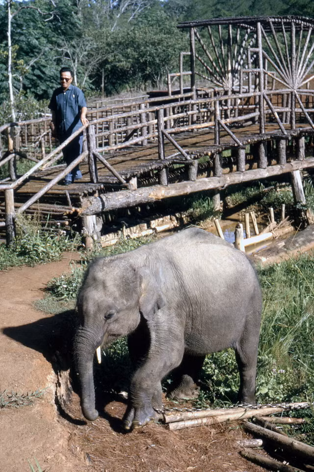 Ngắm Đà Lạt năm 1963 cực sinh động qua loạt ảnh hiếm - Hình 7 Ngam Da Lat nam 1963 cuc sinh dong qua loat anh hiem-Hinh-7
