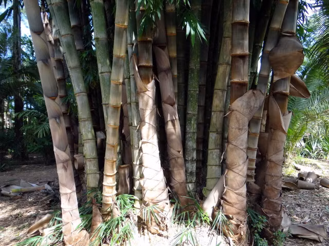 Kho tin ve loai tre lon nhat the gioi moc o Viet Nam-Hinh-7