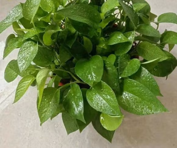 Những loại hoa không nên trồng trong nhà vì mang ý nghĩa không tốt Nhung loai hoa khong nen trong trong nha vi mang y nghia khong tot