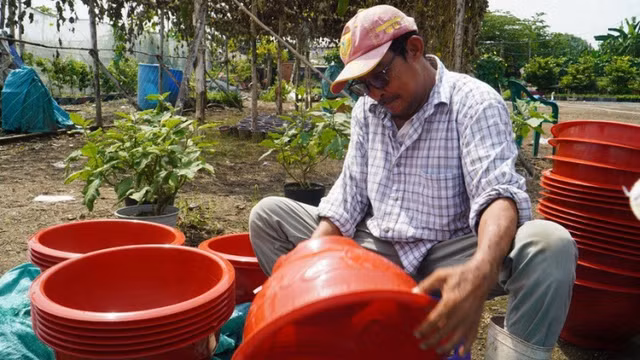 Nông dân phập phồng lo ế mùa hoa Tết 2024 - Hình 2 Nong dan phap phong lo e mua hoa Tet 2024-Hinh-2