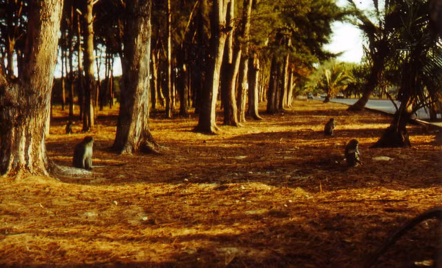 Mozambique nam 1979-1982 qua loat anh song dong-Hinh-2