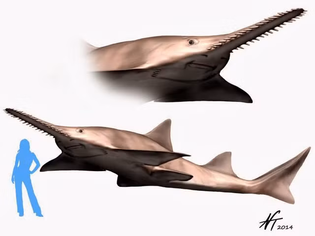 Xem răng khủng long Spinosaurus ở Hà Nội - Hình 16 Xem rang khung long Spinosaurus o Ha Noi-Hinh-16