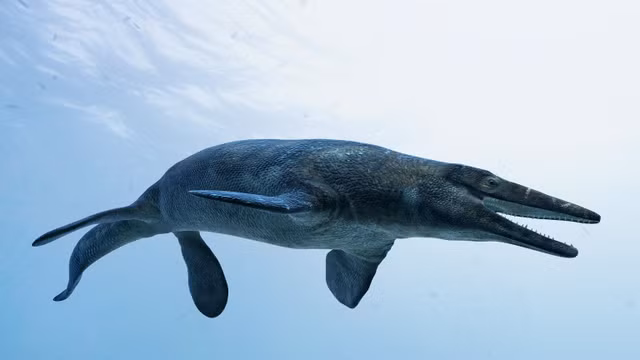 Xem răng khủng long Spinosaurus ở Hà Nội - Hình 12 Xem rang khung long Spinosaurus o Ha Noi-Hinh-12