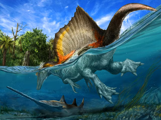 Xem răng khủng long Spinosaurus ở Hà Nội - Hình 2 Xem rang khung long Spinosaurus o Ha Noi-Hinh-2