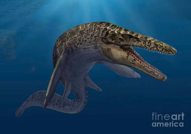 Xem răng khủng long Spinosaurus ở Hà Nội - Hình 8 Xem rang khung long Spinosaurus o Ha Noi-Hinh-8