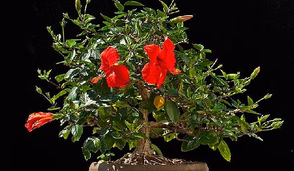 Hoa dam but tro thanh sieu pham bonsai dat hang