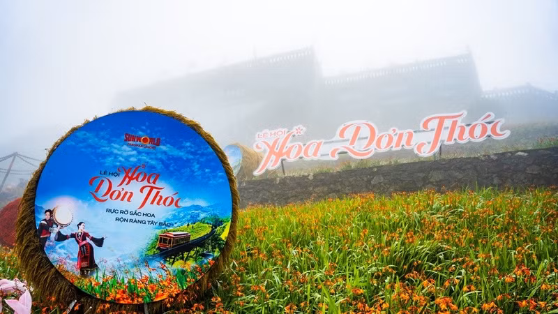 Sa Pa: Choáng ngợp thảm hoa dơn thóc trên đỉnh Fansipan