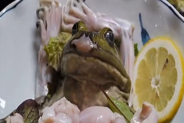Ớn lạnh món sashimi và sinh tố từ ếch tươi sống - Hình 4 On lanh mon sashimi va sinh to tu ech tuoi song-Hinh-4