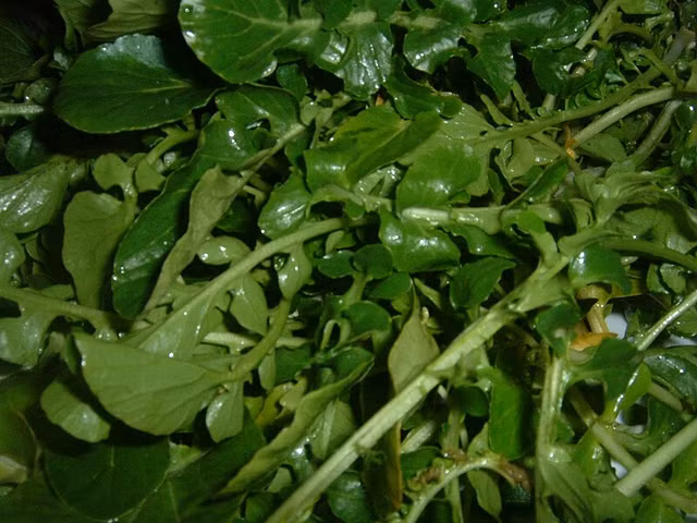 Tác dụng kinh ngạc của Cải xoong, có thể chống ung thư - Hình 3 Tac dung kinh ngac cua Cai xoong, co the chong ung thu-Hinh-3