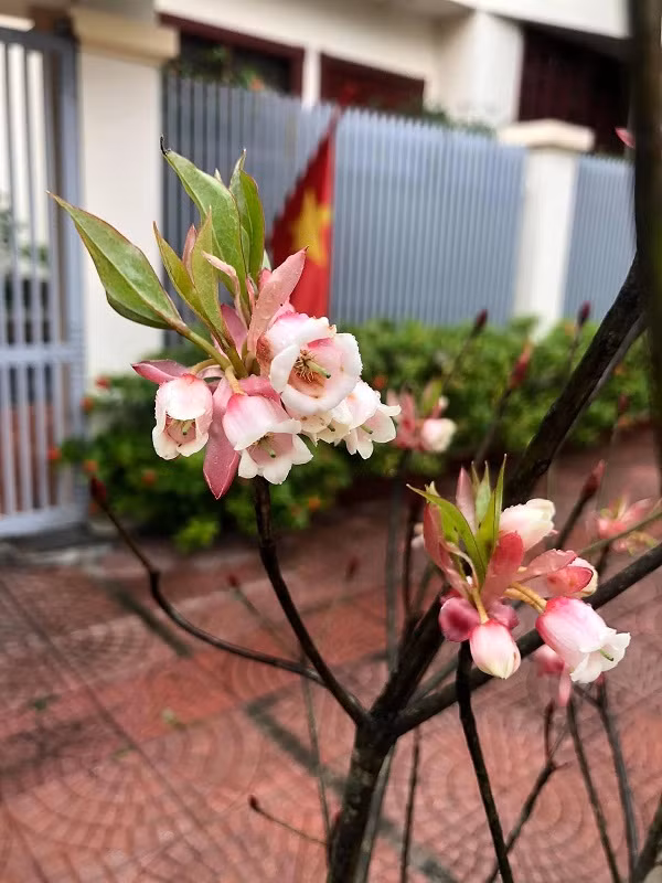 Hoa quả độc lạ “đổ bộ” thị trường - Hình 3 Hoa qua doc la “do bo” thi truong-Hinh-3