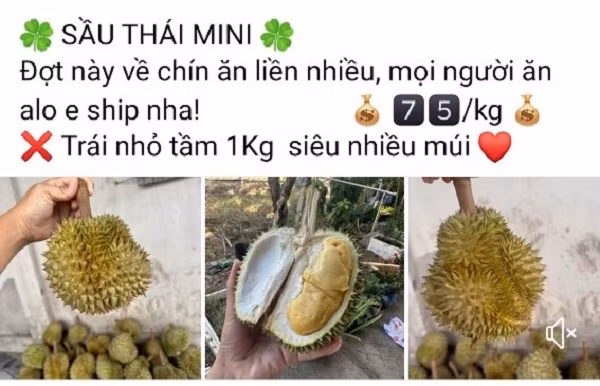 Thu chục triệu mỗi ngày nhờ bán sầu Thái mini Thu chuc trieu moi ngay nho ban sau Thai mini