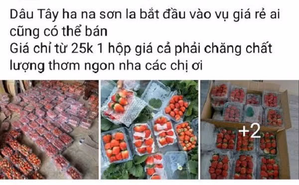 Sự thật việc dâu tây giá rẻ tràn ngập chợ? Su that viec dau tay gia re tran ngap cho?