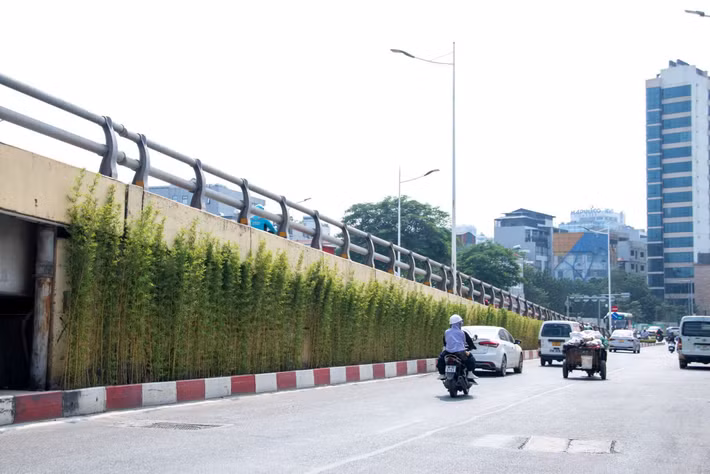 Không chỉ các trụ đường sắt đô thị, khu vực cầu vượt Lê Văn Lương - Láng Hạ cũng được cải tạo, bổ sung cây xanh. Những hàng trúc quân tử được trồng dọc hai bên mái taluy, thay thế phần cây trồng già cỗi trước đó. Màu xanh của cây tạo sự tương phản với kết cấu bê tông, góp phần cải thiện cảnh quan tại nút giao có mật độ phương tiện lớn.