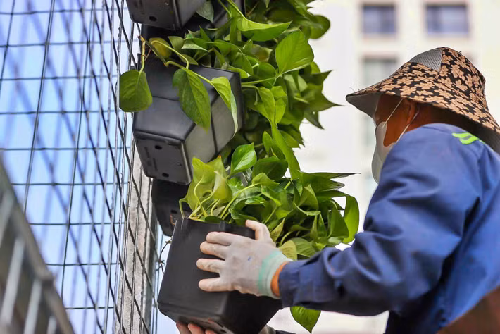 Tại khu vực đường Nguyễn Trãi, công nhân lắp đặt hệ giàn thép quanh chân các trụ đường sắt trên cao để làm giá đỡ cho chậu cây. Các loại cây được lựa chọn gồm cỏ lan chi, bảy sắc cầu vồng và sử quân tử, tạo mảng xanh theo phương đứng thay vì chỉ bố trí cây trên mặt đất.