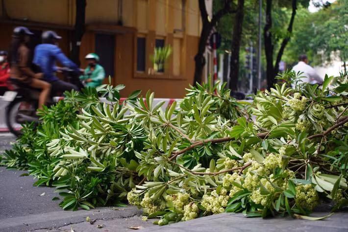 Trước những phản ánh liên quan đến mật độ hoa sữa, ngày 14/10, Phó Chủ tịch UBND TP Hà Nội Trương Việt Dũng giao Sở Xây dựng phối hợp với các phường, xã và đơn vị liên quan rà soát những tuyến phố, khu dân cư có mật độ cây dày. Các cơ quan được giao nghiên cứu, đề xuất phương án dịch chuyển một phần cây đến vị trí phù hợp và trồng bổ sung những loài cây xanh thay thế. Định hướng này cho thấy thành phố không chỉ tập trung xử lý lượng hoa trong thời điểm hiện tại mà còn xem xét bài toán bố trí cây xanh về lâu dài.