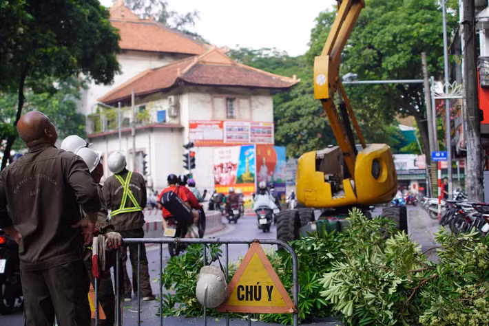 Hoa sữa là loài cây quen thuộc, góp phần tạo bóng mát và trở thành nét đặc trưng trong cảnh quan Hà Nội, đặc biệt vào mùa thu. Tuy nhiên, tại những tuyến phố có nhiều cây trồng gần nhau, hoa nở đồng loạt có thể khiến mùi hương trở nên đậm đặc. Người dân sinh sống, làm việc gần những khu vực này có thể cảm thấy khó chịu, nhất là khi phải thường xuyên đóng mở cửa nhà hoặc di chuyển qua các tuyến phố có mật độ hoa sữa lớn.