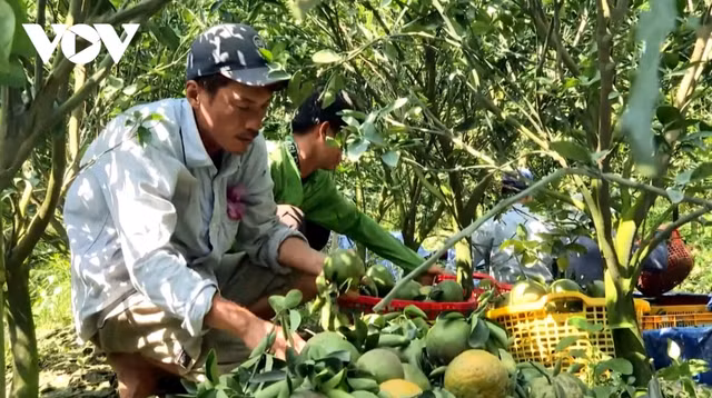 Tra Vinh: Gia cam sanh tang nhe, lo cung vuot cau tro lai