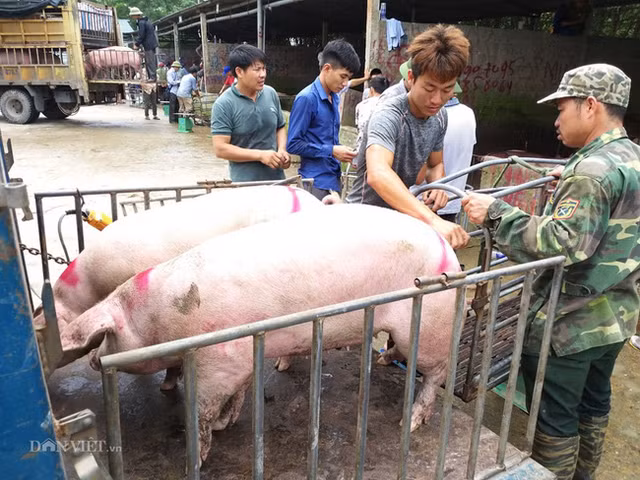 Gia heo hoi hom nay 29/6: Dich ta lon chau Phi lan rong, gia heo hoi tang vuot 90.000 dong/kg