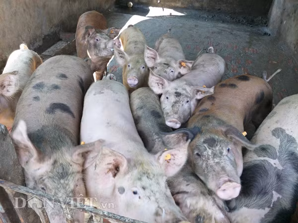 Giá heo hơi hôm nay 17/1: Mỗi nơi một giá, lái buôn tranh nhau mua - Hình 2 Gia heo hoi hom nay 17/1: Moi noi mot gia, lai buon tranh nhau mua-Hinh-2