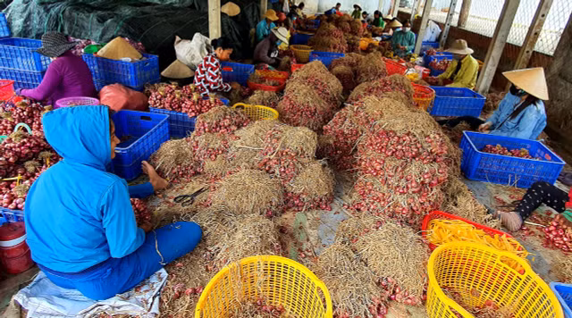 Chủ tịch Sóc Trăng vận động ủng hộ tiêu thụ hành tím Chu tich Soc Trang van dong ung ho tieu thu hanh tim