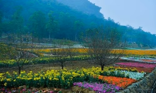 Du xuân đầu năm: Vườn hoa 15 hecta đẹp rực rỡ ở Ninh Bình
