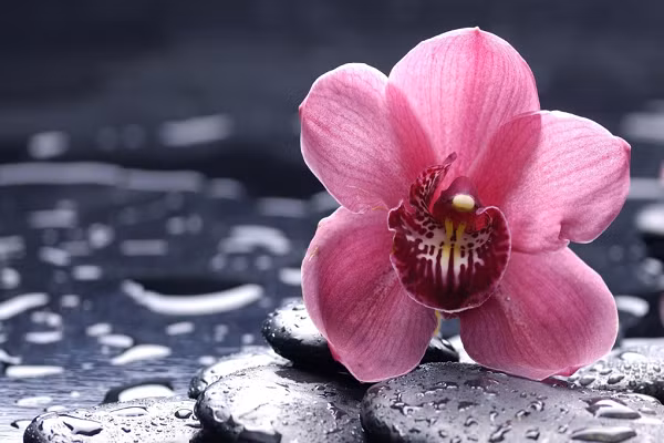  Ngày mùng 9 và 14 âm lịch: Người sinh vào ngày mùng 9 và 14 âm lịch là người thông minh, tháo vát, nhanh nhạy, linh hoạt và rất giỏi trong việc kiếm tiền.