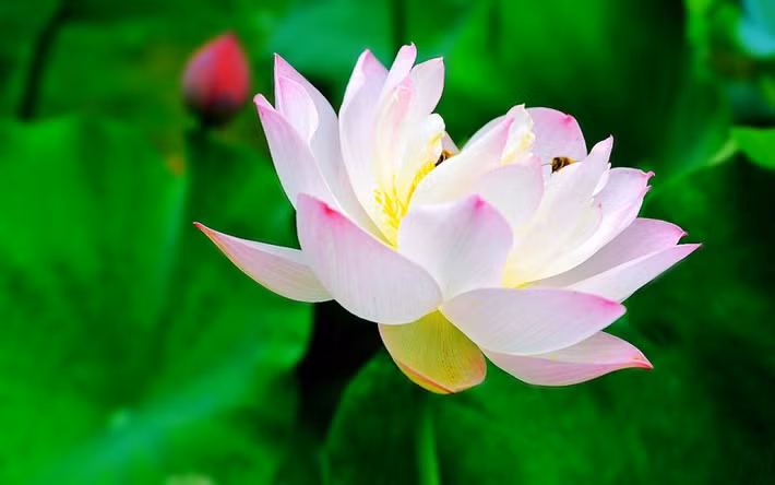  Ngày 11 và ngày 21 âm lịch: Người sinh vào thời gian này là người mạnh mẽ, quyết đoán, có chủ kiến, luôn cho rằng “vận mệnh là do bản thân quyết định”.