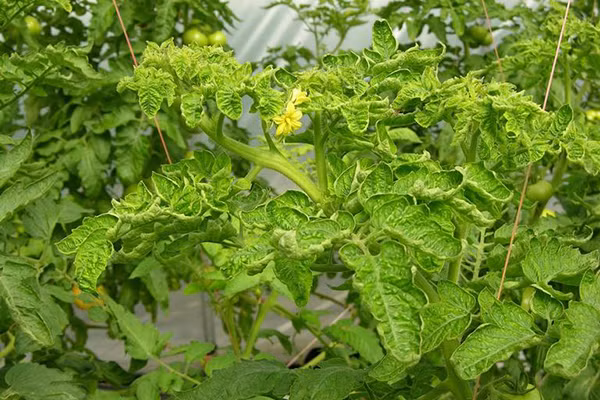 Hai loại độc tố này có thể gây rối loạn tiêu hóa nếu ăn quá nhiều một lúc (liều tối thiểu để gây tử vong vào khoảng hơn 450 gram). Ảnh: camnangcaytrong.