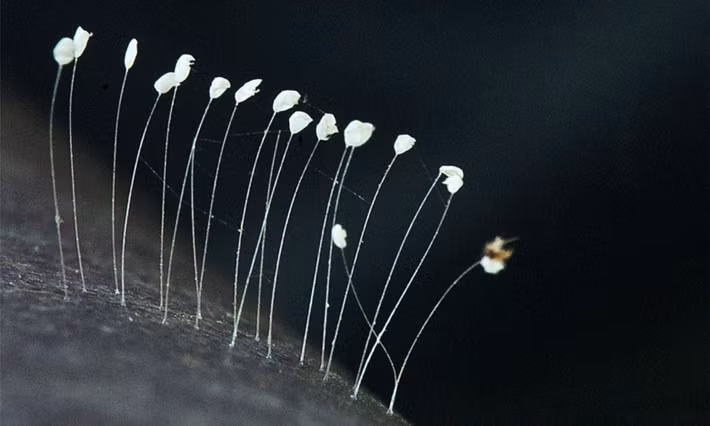 Lý do khiến cho người dân liên tục đồn đại rằng loại nấm này là hoa ưu đàm chẳng qua chỉ là do sự xuất hiện đặc biệt của chúng trên tượng Phật tại một số ngôi chùa.
