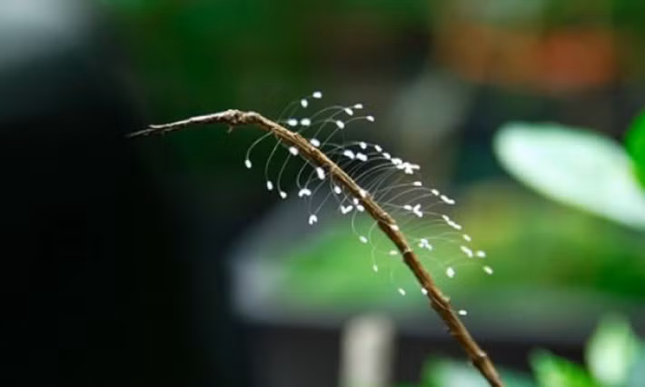 Sau đó, loài hoa này liên tục được phát hiện tại nhiều ngôi chùa tại các nước trên thế giới, trong đó có Việt Nam.