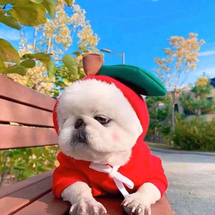 Tuổi Tuất làm việc ngày càng chuyên nghiệp, được khách hàng tin tưởng. Con giáp có những người bạn lý tưởng để hợp tác làm ăn, đừng hành động một mình.