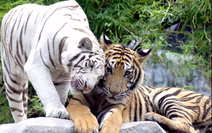  Tuổi Dần: Nhiều điều bất ngờ xảy ra nhưng tài vận và sự nghiệp của con giáp này vẫn dậm chân tại chỗ. Có lẽ bạn còn thiếu chút may mắn, nên đừng dại chơi trò đỏ đen hay dốc vốn liếng làm ăn. Cẩn thận trong giao tiếp, tránh bị kẻ gian chơi xấu.