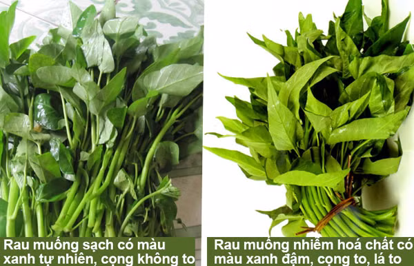 Ngoài ra, bạn không nên mua những mớ rau có lá màu xanh đậm. Lá quá đậm có thể bắt nguồn từ việc hấp thụ nhiều kim loại nặng, nhiễm chì.