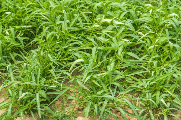 Rau muống. Để rau muống lên đẹp, nhanh thu hoạch, người trồng có thể dùng thuốc kích thích tăng trưởng, thuốc trừ sâu. Sử dụng rau muống “ngậm” hóa chất kiểu này tiềm ẩn nhiều mối nguy sức khỏe.