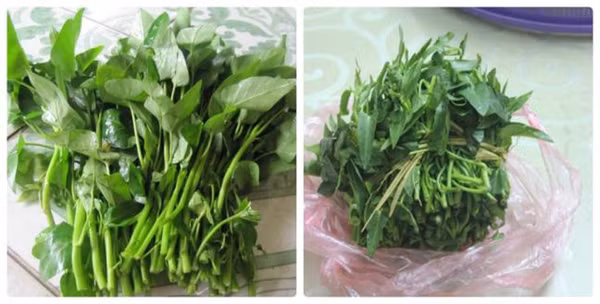 Để không mua phải rau muống “ngậm” hóa chất, chị em nên quan sát hình dáng, màu sắc của chúng. Rau muống phun nhiều hóa chất thường có thân to, lá đen, giòn, dễ dập nát. Khi bẻ thân rau thường không có hoặc rất ít nhựa chảy ra.