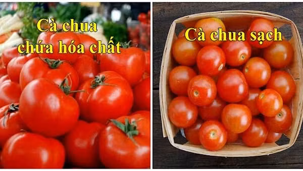 Cà chua “tẩm” hóa chất bảo quản lâu ngày thường không còn cuống. Cà chua sạch thường có cuống, độ cứng vừa phải, đôi khi có đốm xanh chưa chín hẳn.