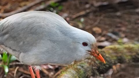 Kagu có đôi cánh lớn nhưng kích thước lại chỉ bằng một con gà bình thường. Đây là loài chim không biết bay, nhưng đôi cánh của nó có một chức năng quan trọng: chúng vỗ cánh nhẹ trên mặt đất, tỏ vẻ như đang bị thương để đánh lạc hướng kẻ săn mồi. Nguồn: San Diego Zoo.