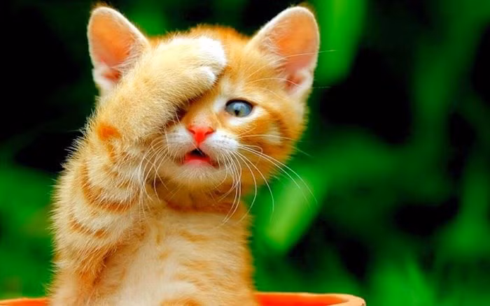Tuổi Mão: Lăn tăn trong chuyện tình cảm, con giáp này không đưa ra quyết định dứt khoát, gây ra rắc rối. Bù lại công việc của bạn có hy vọng mới, hãy chú ý việc quản lý tài chính.