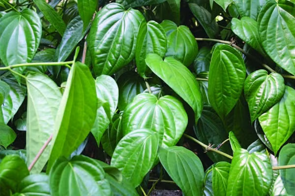 Bạn vắt một ít nước cốt chanh trộn đều với một chút muối trong một chiếc chén nhỏ. Sau đó sử dụng dung dịch này thoa nhẹ bên ngoài vùng kín và massage trong khoảng 5 phút trước khi rửa lại với nước sạch. Ảnh: daocenter.