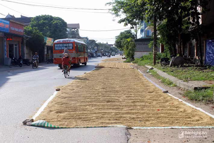Những "sân" phơi lúa như thế trải dài theo tuyến đường . Ảnh: Q.A