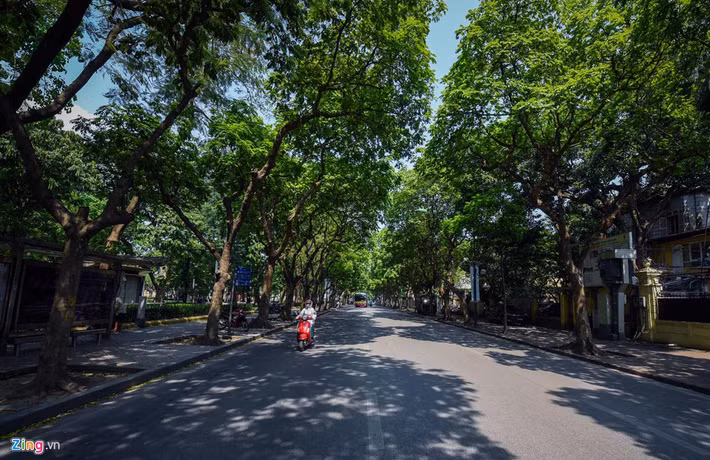Tuy nhiên, Hà Nội còn nhiều tuyến phố rợp bóng cây xanh làm giảm bớt oi bức cho người qua lại như Phan Đình Phùng, Trần Phú, Thanh Niên...